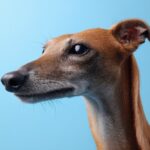 Twin River Casino: Gaming, Entertainment, Dining & More